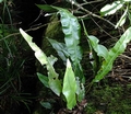 Elaphoglossum macropodium B1.jpg