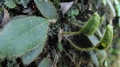 Elaphoglossum spathulatum G2.jpg