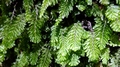 Hymenophyllum capense B6.jpg