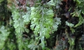 Hymenophyllum tunbrigense B1.jpg