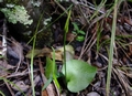 Ophioglossum reticulatum J3.jpg