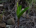 Ophioglossum sp. E9.jpg