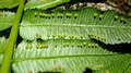 Ptisana fraxinea var. salicifolia C3.jpg