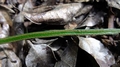 Vittaria isoetifolia B4.jpg