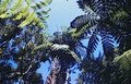 tree ferns_01.jpg