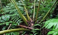Angiopteris lygodiifolia #C04.jpg