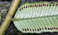 Angiopteris lygodiifolia #P04B.jpg