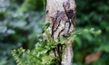 Crepidomanes (Vandenboschia) auriculatum #B04.jpg