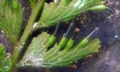 Crepidomanes (Vandenboschia) auriculatum #H19.jpg