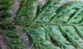 Crepidomanes (Vandenboschia) kalamocarpum #G02.jpg