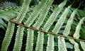 Cyathea podophylla $ #B05.jpg