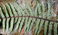 Cyathea podophylla $ #C02.jpg