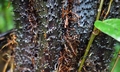 Cyathea spinulosa #C01.jpg