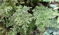 Hymenophyllum polyanthos complex ! #J01.jpg