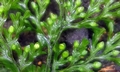 Hymenophyllum polyanthos complex #H05.jpg