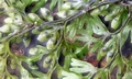 Hymenophyllum polyanthos complex #J04.jpg