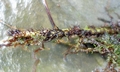 Lepisorus monilisorus #C06.jpg