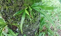 Lepisorus species #G01.jpg