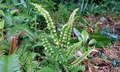 Lindsaea orbiculata ! #T01.jpg
