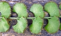 Lindsaea orbiculata @ #T03.jpg