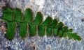 Lindsaea orbiculata #H04.jpg