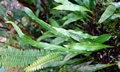 Loxogramme salicifolia #H01.jpg