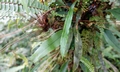 Loxogramme salicifolia #J01.jpg
