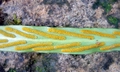 Loxogramme salicifolia #J03.jpg