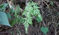 Lygodium japonicum ! #L05.jpg