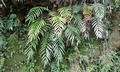Osmunda banksiifolia #E01.jpg