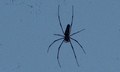 Spider (Nephila pilipes) #L01.jpg