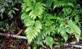 Tectaria yunnanensis ! #C01.jpg