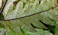 Tectaria yunnanensis $ #C04.jpg