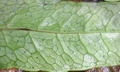 Tectaria yunnanensis $ #C05.jpg
