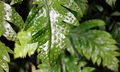 Tectaria yunnanensis $ #C06.jpg