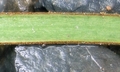 Vittaria anguste-elongata #C02.jpg
