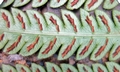 Woodwardia japonica #M 02.jpg