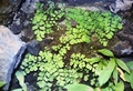 Adiantum capillus-veneris #131.jpg