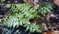 Asplenium aureum x Asplenium onopteris #085.jpg