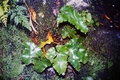 Asplenium hemionitis #013.jpg