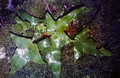 Asplenium hemionitis #104.jpg