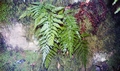Asplenium onopteris #014.jpg