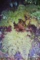Dryopteris oligodonta #023.jpg