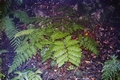 ferns #015.jpg