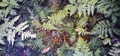 ferns #040.jpg