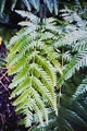 Pteris incompleta #109.jpg