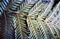 Pteris incompleta #110.jpg