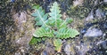 Asplenium aureum #060.jpg
