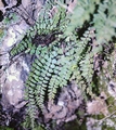 Asplenium trichomanes #103.jpg
