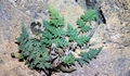 Cheilanthes guanchica #076.jpg